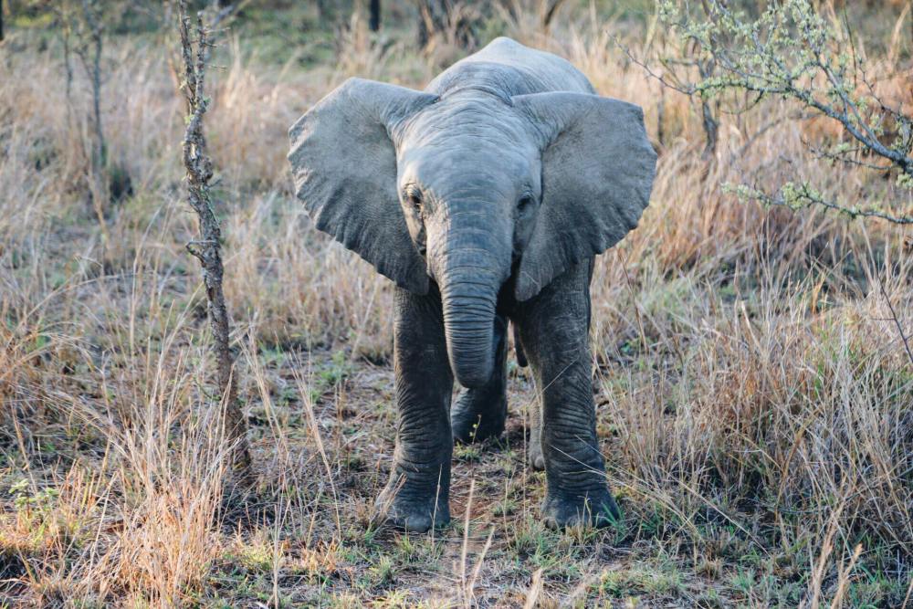 Seeing The Big 5 On Safari In Kruger National Park, South Africa - African Elephants, Black/White Rhinoceros, Lions, Leopards and Buffalos (3)