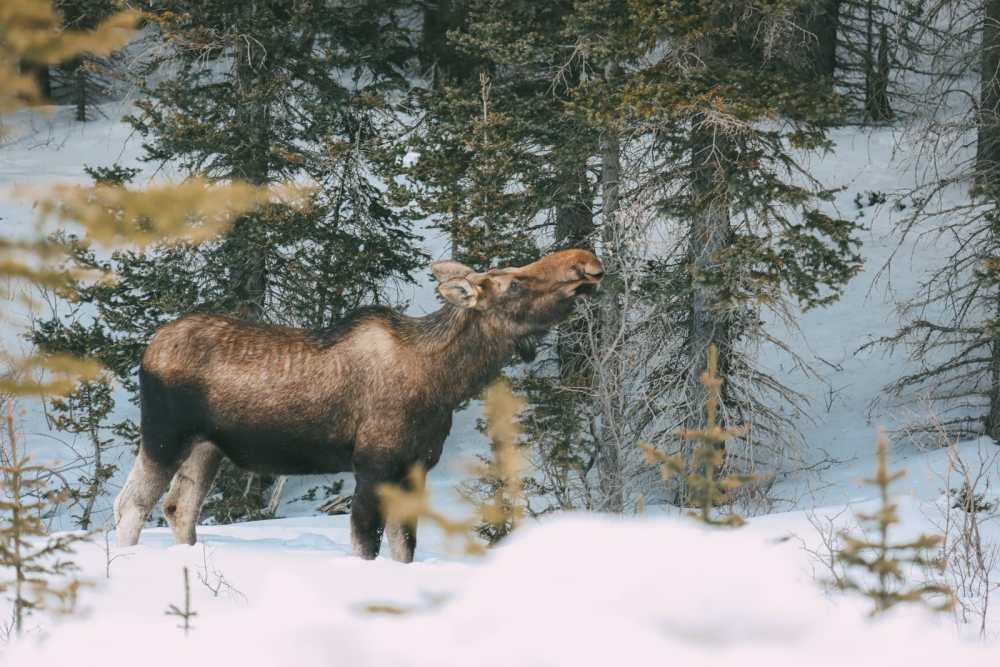 Finding Wild Moose And Skiing In Sunshine Village... In Banff, Canada (4)