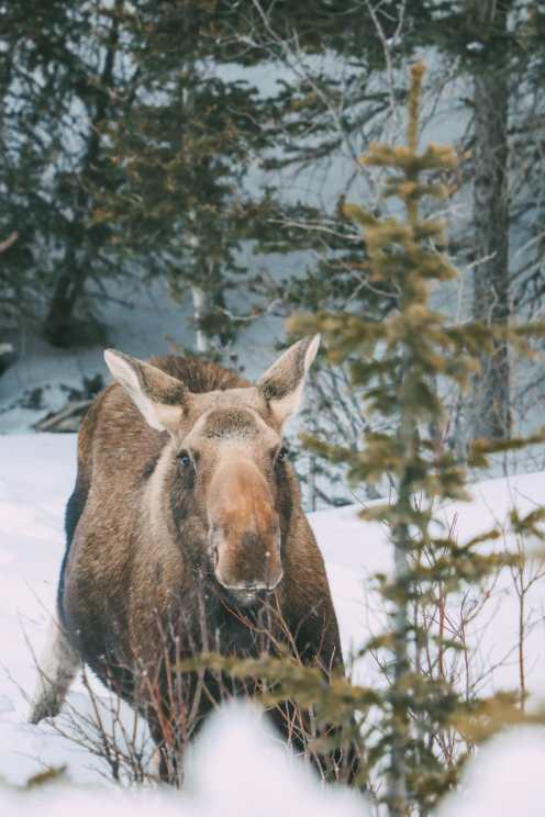 Finding Wild Moose And Skiing In Sunshine Village... In Banff, Canada (5)