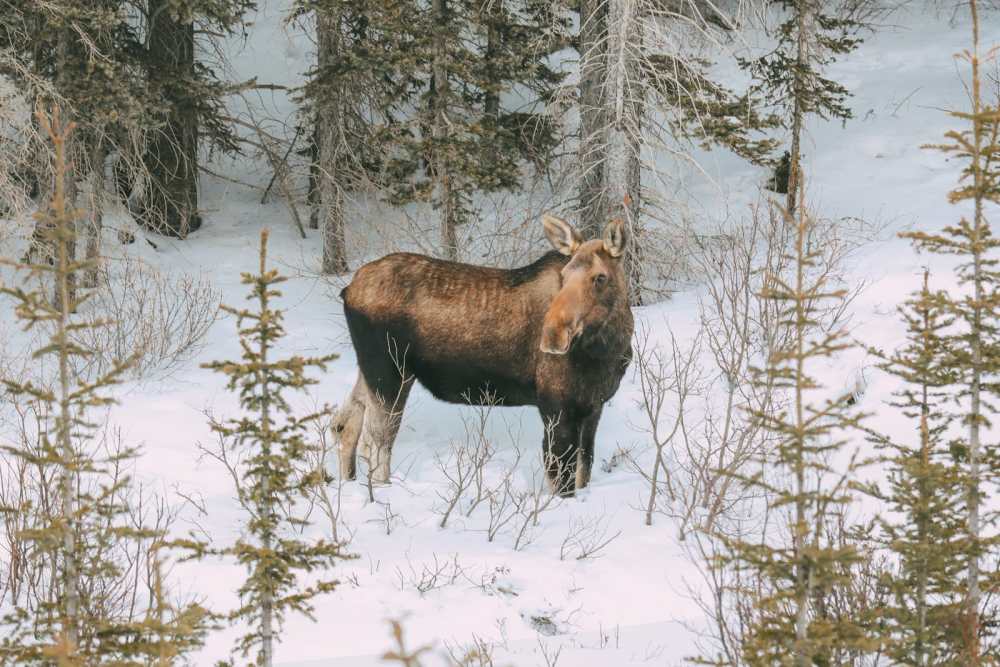 Finding Wild Moose And Skiing In Sunshine Village... In Banff, Canada (8)