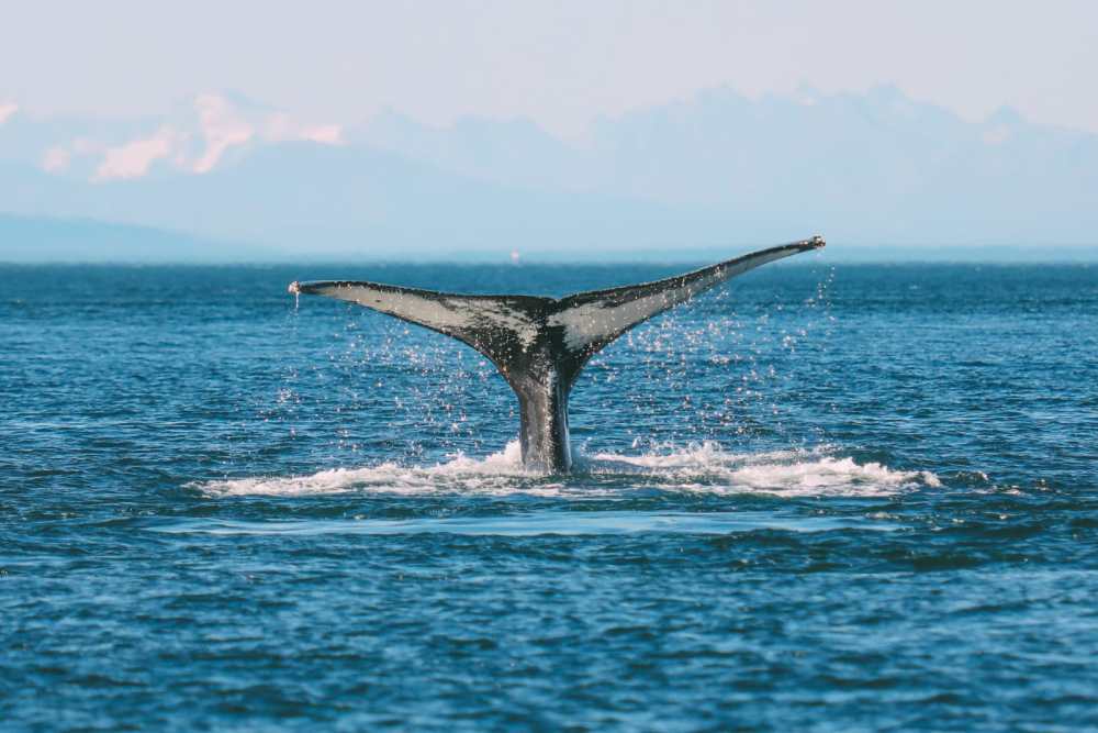Humpback Whales, Glaciers And Northern Lights – The Most Magical Experience Aboard Celebrity Cruises Solstice To Alaska (10)