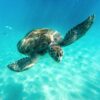 Swimming With Turtles In Barbados