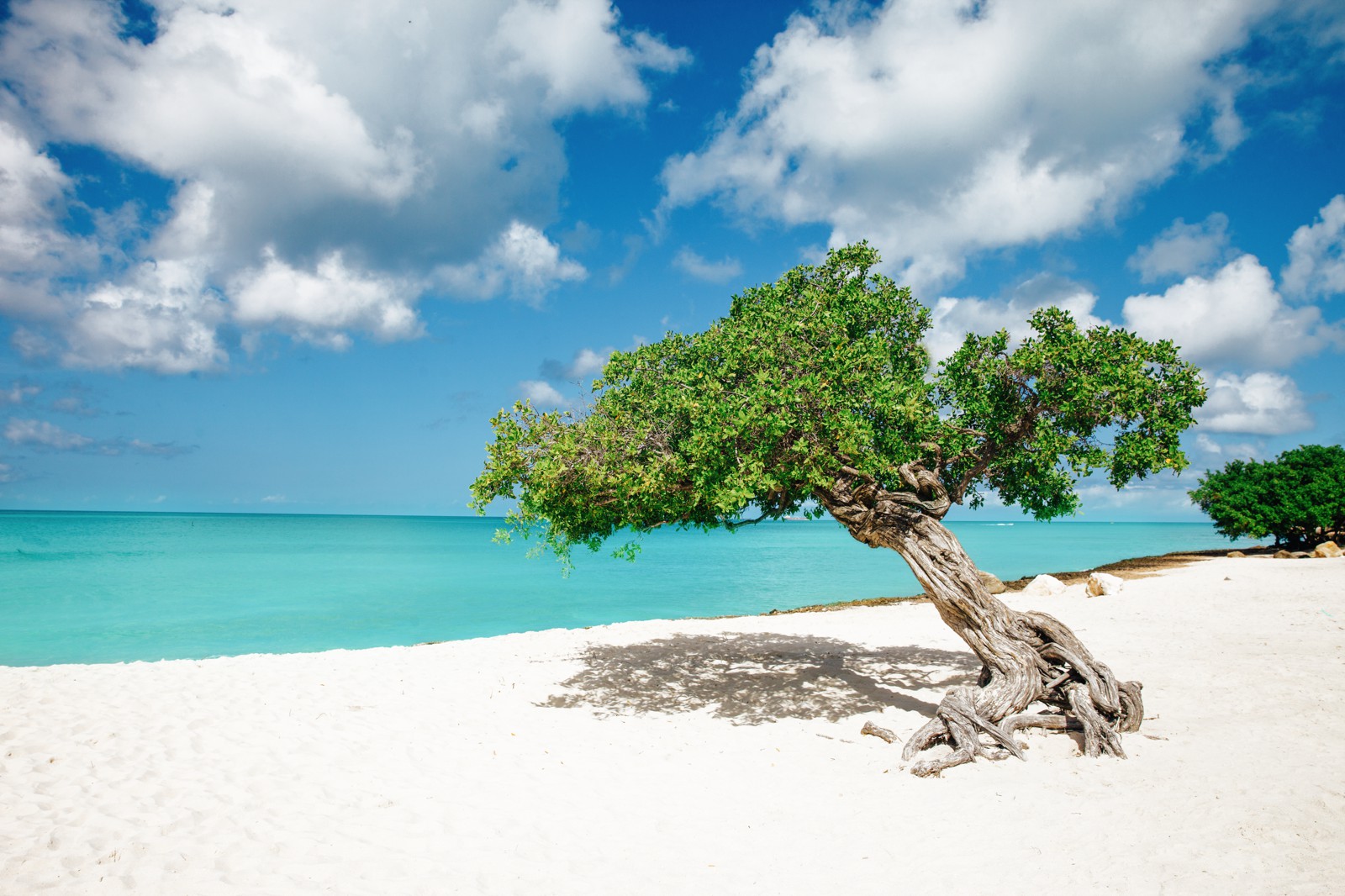 8 Fun Experiences You Need To Have In The Caribbean Island Of Aruba (1)