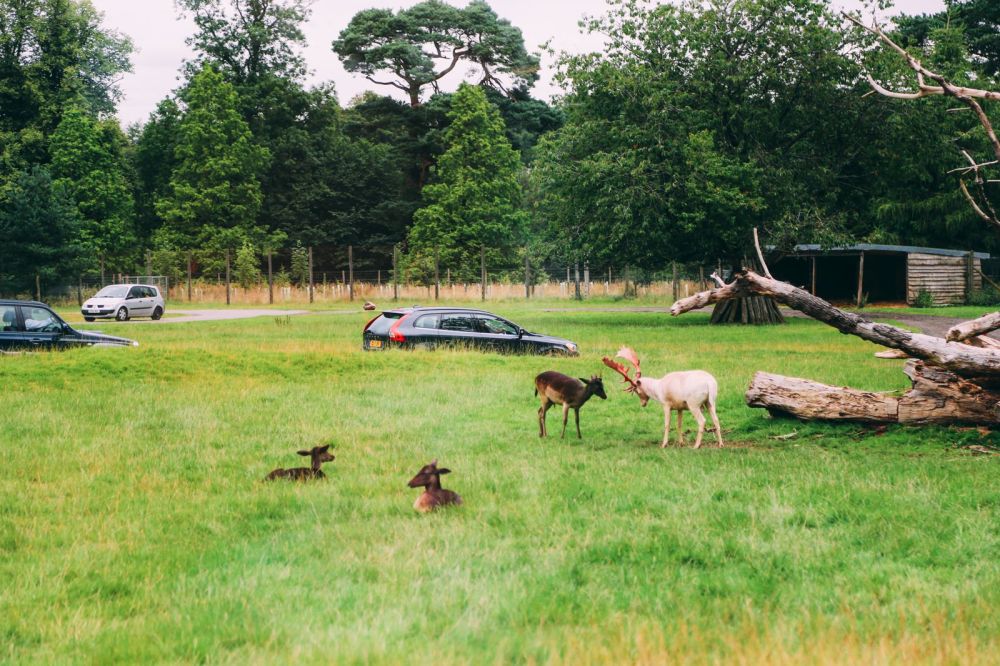 Safari In Scotland - The Photo Diary at Blair Drummond Safari and Adventure Park (6)