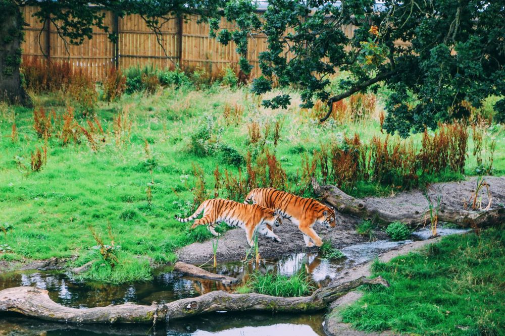Safari In Scotland - The Photo Diary at Blair Drummond Safari and Adventure Park (22)