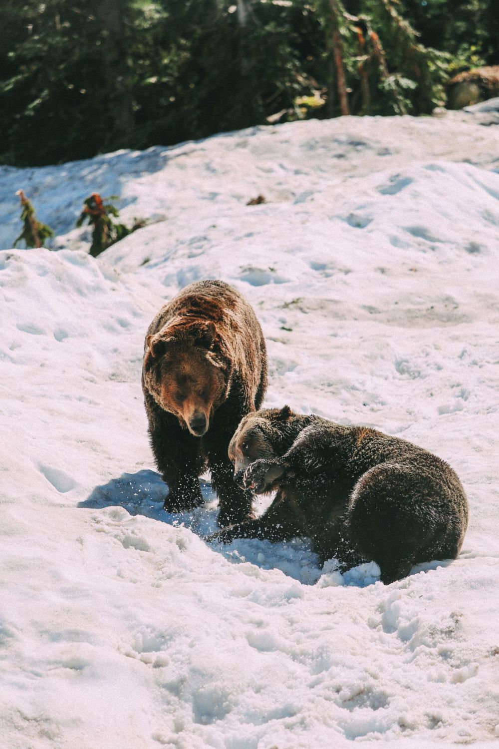 Finding Grizzly Bears On Grouse Mountain... In Vancouver, Canada (27)