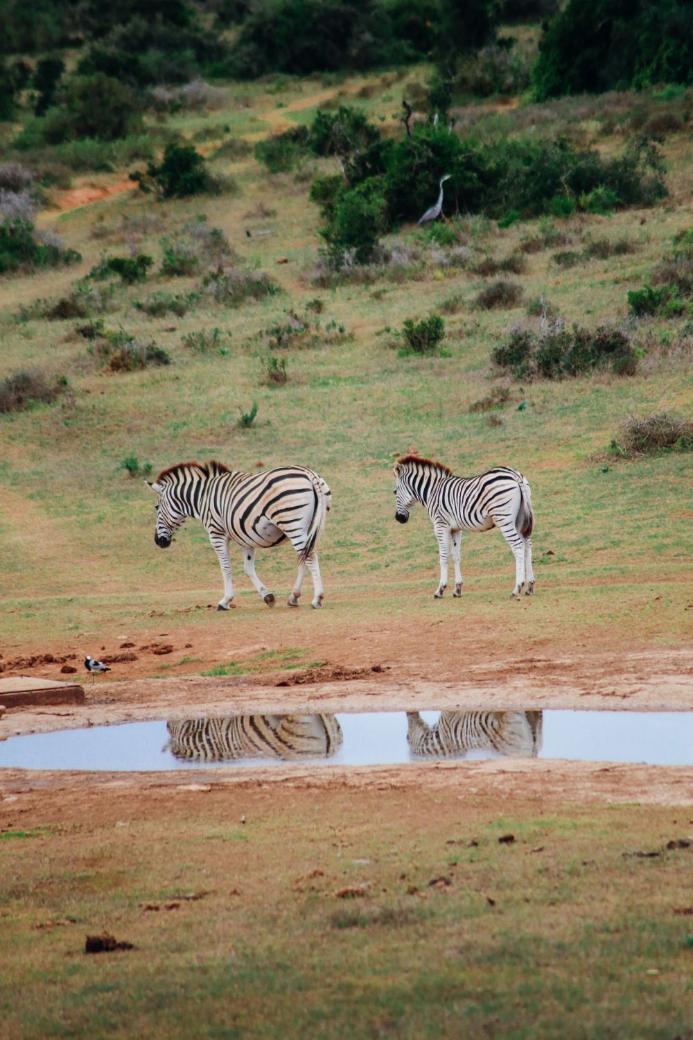 The Last 24 Hours In South Africa's Eastern Cape, Port Elizabeth, Addo National Park (17)