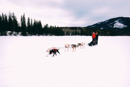 Dog Sledding In Jasper And Ice Hockey In Edmonton - 2 Canadian 'Must-Do's! (20)