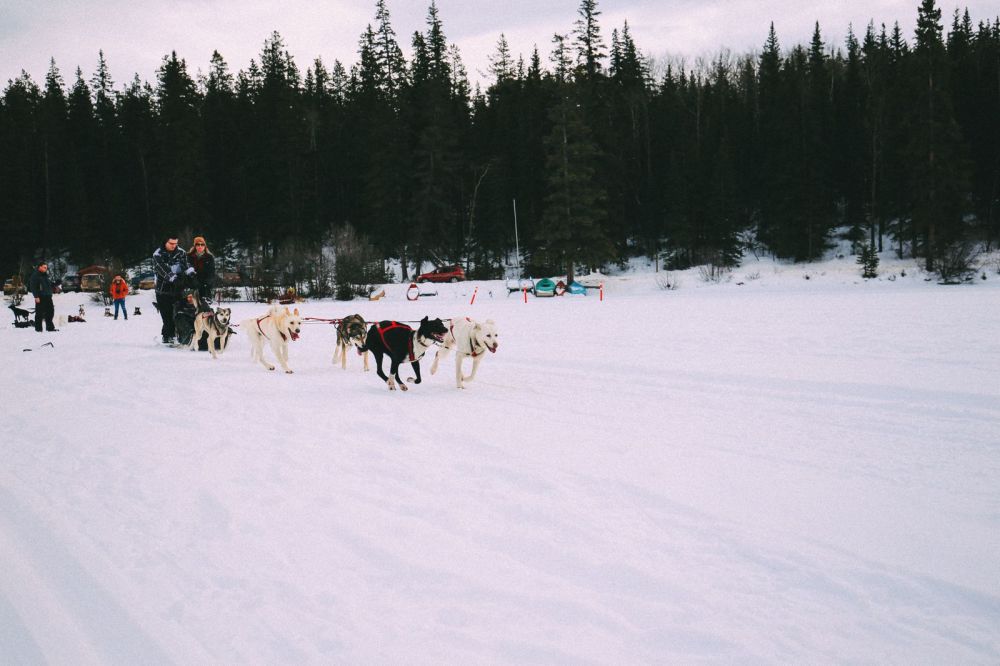 Dog Sledding In Jasper And Ice Hockey In Edmonton - 2 Canadian 'Must-Do's! (28)